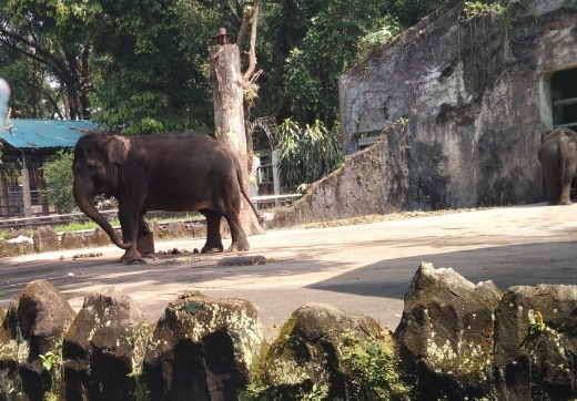 Libur Idul Adha, Ragunan Bersiap Sambut 80.000 Pengunjung